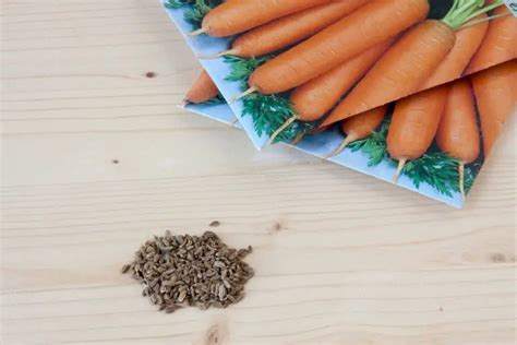 A Guide On Planting Carrot Seeds - Important Soil Requirements - Grower ...