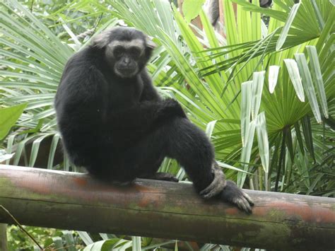 Pileated gibbon - ZooChat