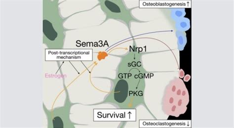 How does estrogen protect bones? Unraveling a pathway to menopausal ...