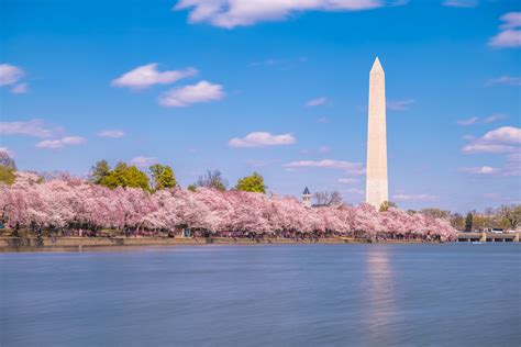 DC Cherry Blossom Festival Moved up to Mid-March Due to Warm Winter ...