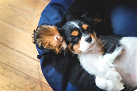 Cavalier King Charles Spaniel Names - For Girls and Boys