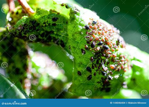 Aphids Damage Leaves Parasite Pest Stock Photo - Image of leaves ...