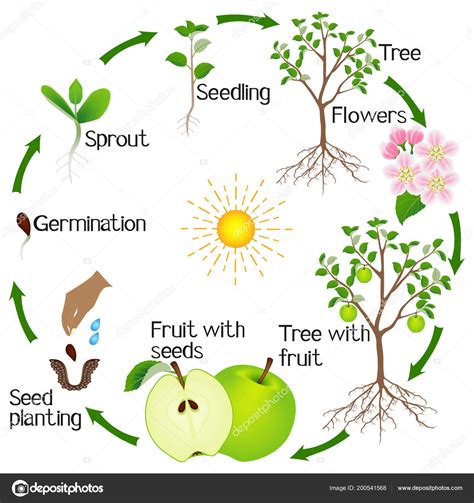 Stages Of Apple Tree Life Cycle : Life Cycle Of Apple Tree Stock Vector ...