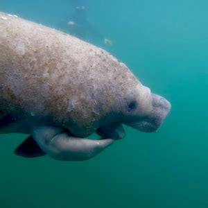 Crystal River Manatee Tours On Manatee Fun