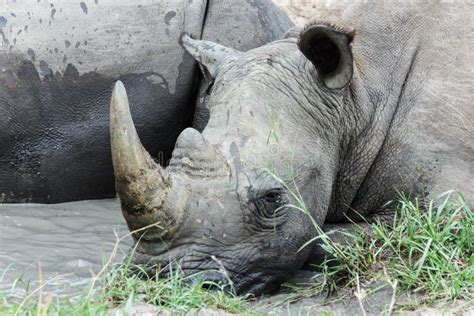 Rhinoceros Relaxing in the Water. Stock Photo - Image of wildlife ...