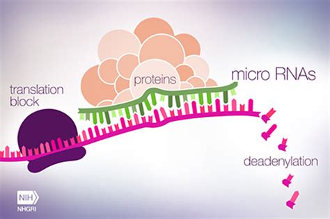 MicroRNA Expression Could Be Key to Leukemia Treatment