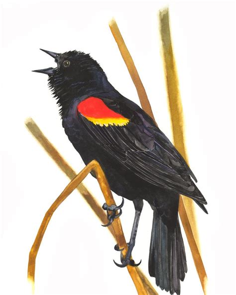 Red Winged Blackbird Painting at PaintingValley.com | Explore ...