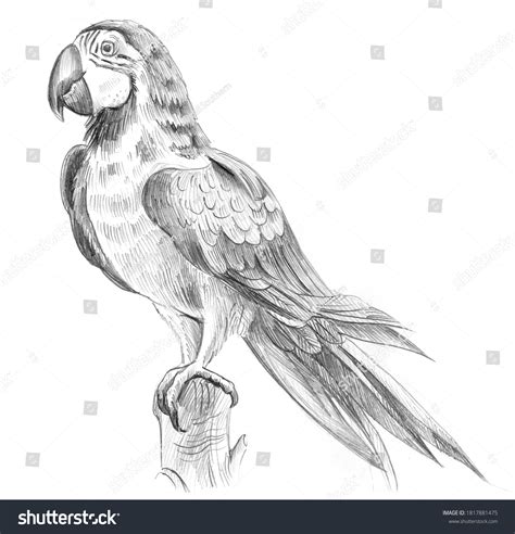 Pencil Sketch Ara Parrot Isolated On Stock Illustration 1817881475 ...