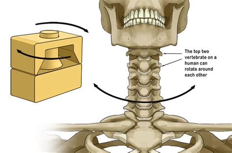 Pivotal Joint Head And Neck