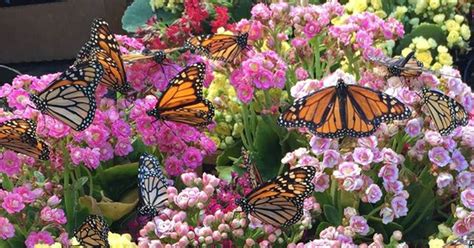 A Backyard Butterfly Garden | Butterfly Gardens