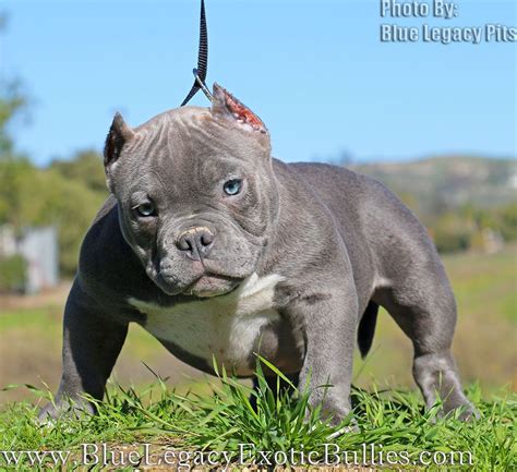 Exotic Bully American Bully Micro Size