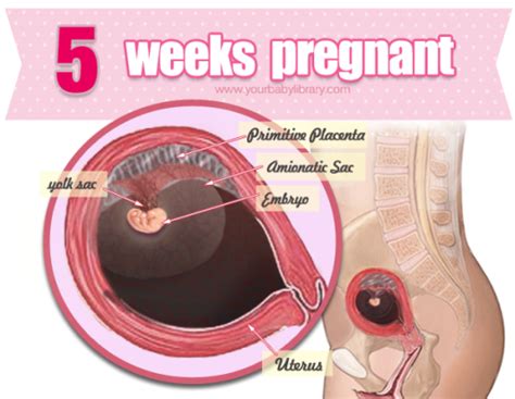 5 Weeks Pregnant No Symptoms At All