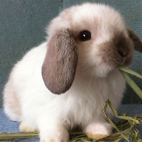 Holland Lop | Cute baby bunnies, Cute animals, Pet bunny