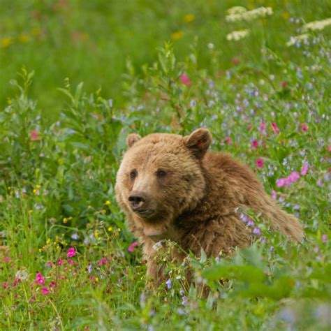 Bear Awareness in the North Cascades | North cascades, North cascades ...