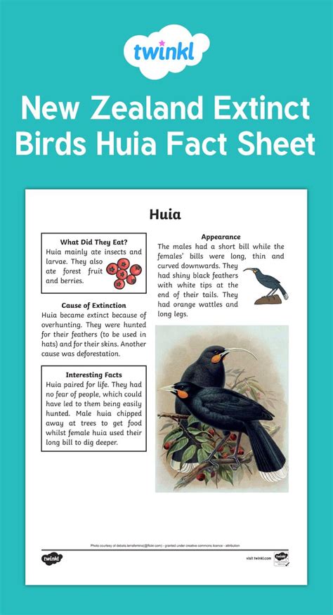 Huia Fact Sheet for Extinct Birds | Extinct birds, Fact sheet, Extinction