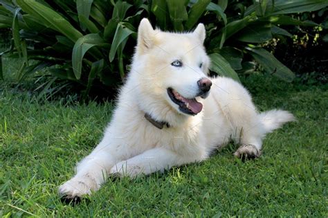 Pure white siberian husky dog with containing husky, dog, and pure ...