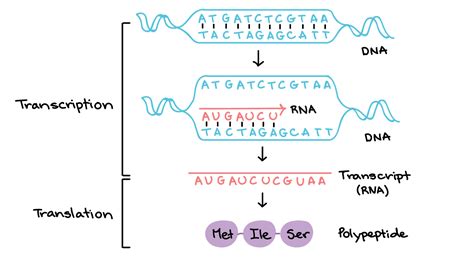 biochemistry - DNA base pair heading - Biology Stack Exchange