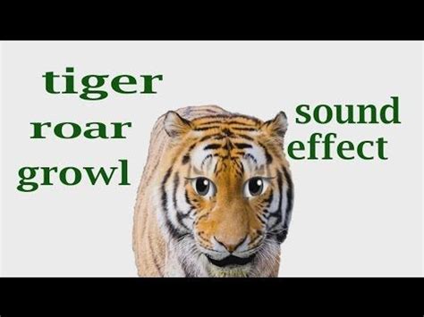 The Animal Sounds: Tiger Roar, Growl - Sound Effect - Animation ...