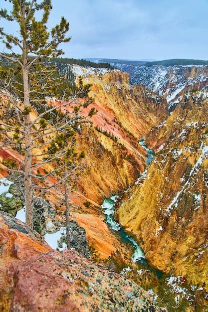 Premium Photo | Grand canyon of yellowstone in winter with pine tree in ...