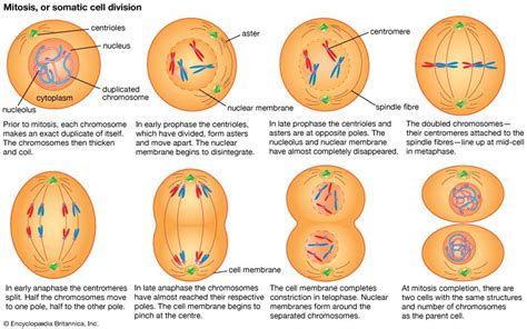 mitosis - Students | Britannica Kids | Homework Help