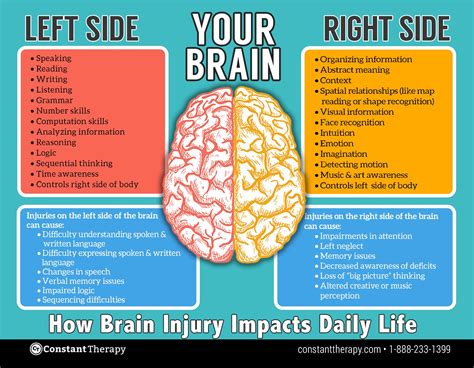 Right And Left Side Brain Functions - BRAINLYVI