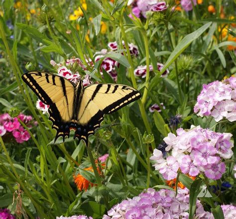 Host Plants for Butterfly Gardens | Applewood Seed Company