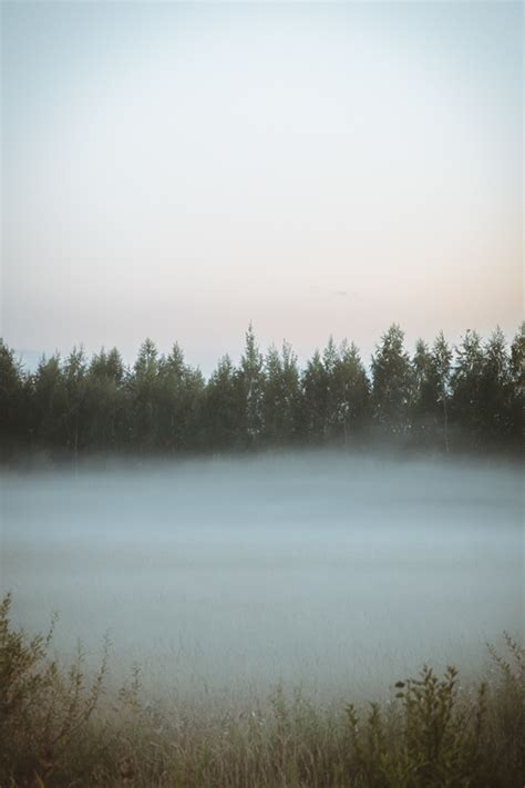 Misty field/Misty forest on Behance