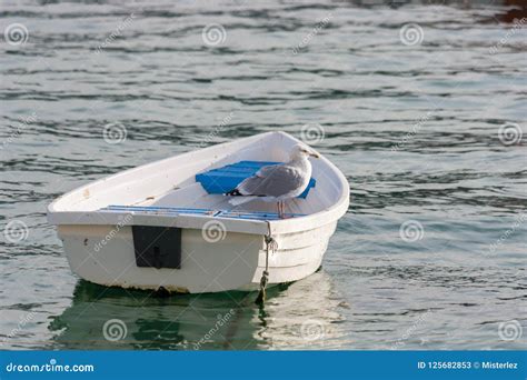 Seagull on boat stock image. Image of bird, white, ocean - 125682853