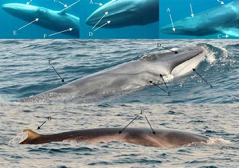 New study provides first field observations of rare Omura's whales