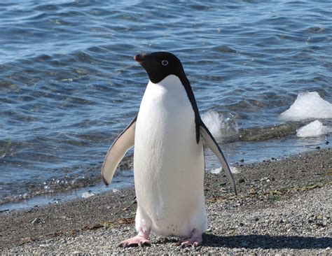 Antarctic Wildlife