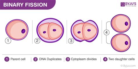 Binary Fission - A Mode of Asexual Reproduction