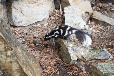 Eastern Spotted Skunk | Virginia DWR