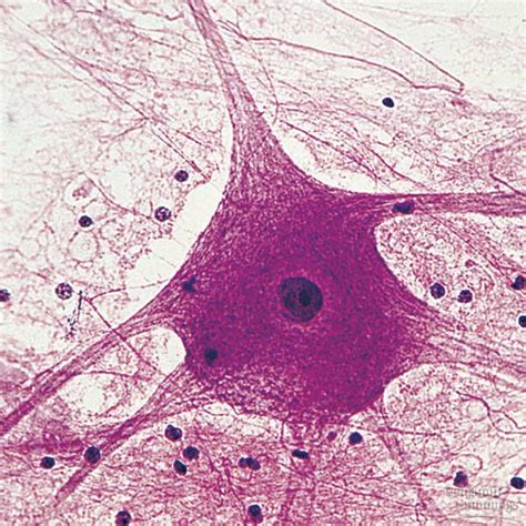 Unit I: Histology I: Nervous, Epithelial & Muscular Tissues | Attempts ...