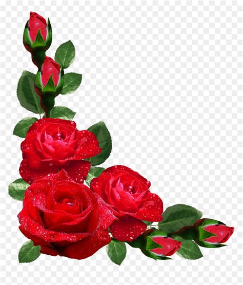 Red Roses Border Png - Border Design Of Flowers, Transparent Png - vhv