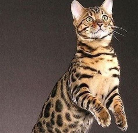 Bengal cats. Personality, Cats, Best Food, Traits & Care. | PetVet