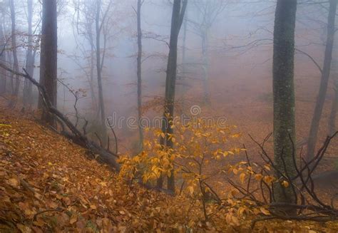 Misty forest stock image. Image of crimea, canon, rocks - 65574001