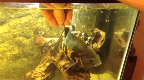 Feeding my Oscar fish - YouTube