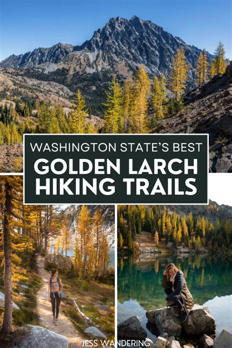 The Best Golden Larch Hiking Trails In Washington State - Jess Wandering