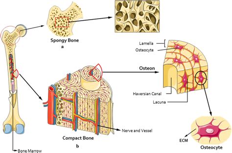 Compact Spongy Bone Diagram