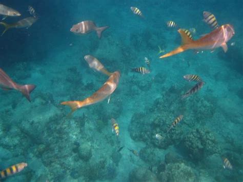 Snorkeling at the Caves - Picture of British Virgin Islands, Caribbean ...