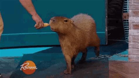 Capybara Animal GIF - Capybara Animal Hungry - Discover & Share GIFs