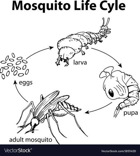 Mosquito life cycle vector image on VectorStock | Kiga, Prag