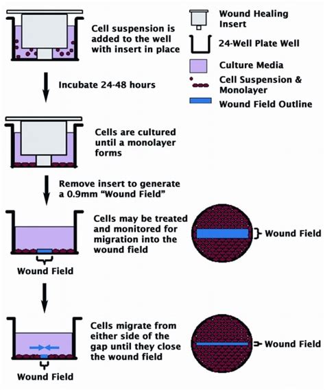 Wound healing assay protocol | Astral Projection