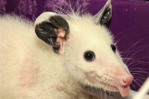 Leucistic baby opossum I’m keeping, for educational purposes. He can’t ...