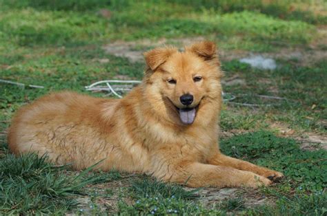 Metisul Golden Retriever-Chow Chow – O pufoșenie imprevizibilă - Un ...