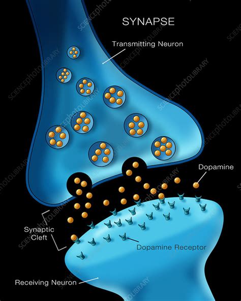 Neuron Synapse Anatomy, Illustration - Stock Image - C027/7557 ...