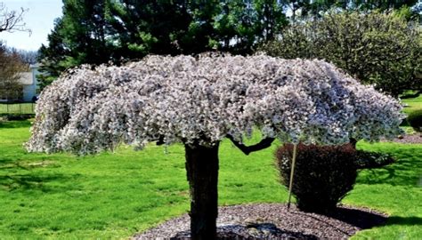 12 Gorgeous Weeping Cherry Tree Varieties for Your Landscape - Rennie ...