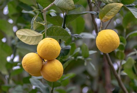 Yuzu Tree for Sale - Buying & Growing Guide - Trees.com