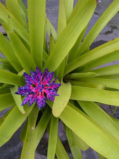 rainforest bromeliads - Google Search | Bromeliads, Trees to plant ...