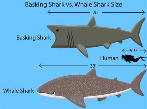 Basking Shark vs. Whale Shark: The Oceans’ Biggest Fish